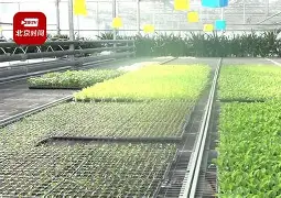 尤文图斯vs里昂